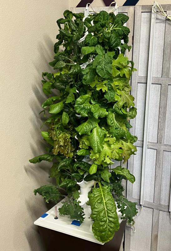 Hydroponic greens grown on a LifePonic tower