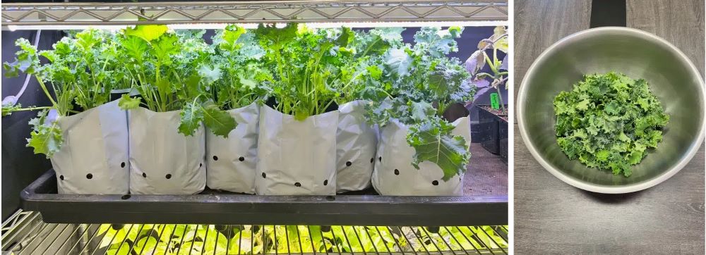 Hydroponic vs Soil Grown Kale Comparison