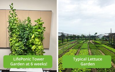The Surprising Low Cost of Growing LifePonic Greens