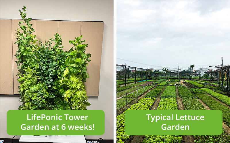 low cost greens with hydroponic tower garden